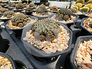 Sulcorebutia Canigueralii is a succulent cactus. Green stems have small spikes