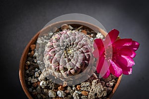 Sulcorebutia rauschii blooming with one purple flower