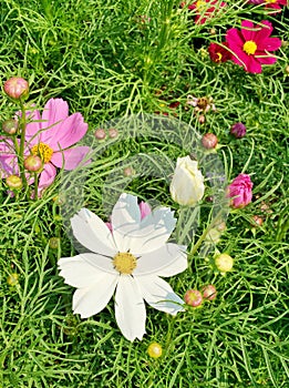 Sulfer cosmos in various colors