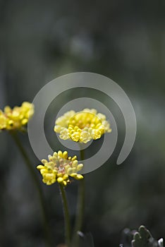 Sulfer Flower In Colorado Rocky Mountains