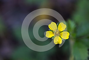 Sulfur Cinquefoil Potentilla recta