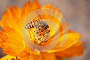 Sulfur Cosmos bee closeup