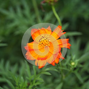 Sulfur Cosmos Flower in the garden