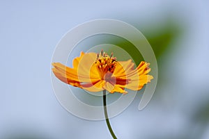 Sulfur Cosmos Flower in the garden