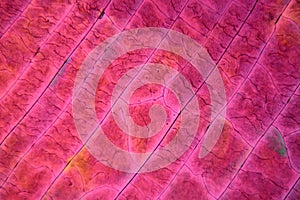 Sulfur crystals under the microscope