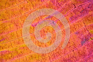 Sulfur crystals under the microscope