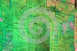 Sulfur crystals under the microscope