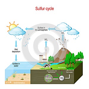 Sulfur cycle. biogeochemical cycle