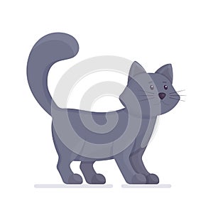 The sulfur furry seal is isolated on a white background. Adorable gray kitten.