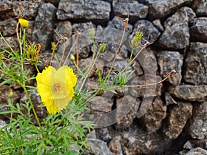 Sulfur kenikir (Cosmos sulphureus) that grows near rocks.