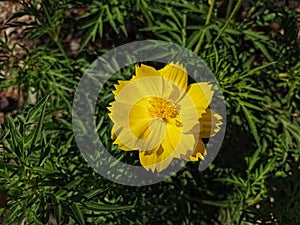 Sulfur kenikir (Cosmos sulphureus) that grows near rocks.