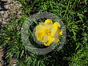 Sulfur kenikir (Cosmos sulphureus) that grows near rocks.