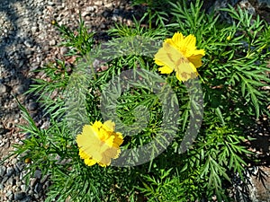 Sulfur kenikir (Cosmos sulphureus) that grows near rocks.