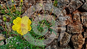 Sulfur kenikir (Cosmos sulphureus) that grows near rocks.