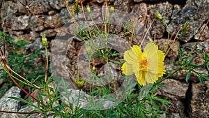 Sulfur kenikir (Cosmos sulphureus) that grows near rocks.