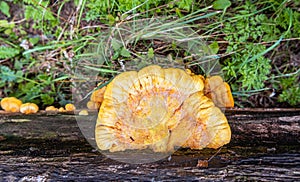 Sulfur polypore or Laetiporus sulphureus growing on a fallen tree trunk