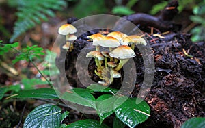 Sulfur tuft mushrooms Hypholoma fasciculare