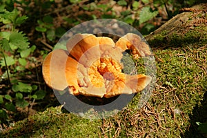 Sulfur-yellow bracket fungus Laetiporus sulphureus