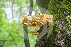 Sulfur-yellow fungus Laetiporus Sulphureus on tree trunk