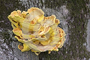 Sulfur, yellow fungus Sulphureus grows on the woods