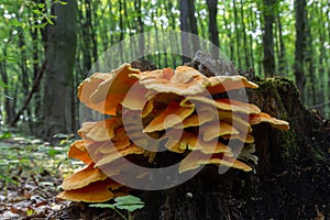 The sulfur-yellow tinder Latin Laetiporus sulphureus is a fungus grown on a tree, a yellowish mushroom