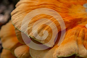 The sulfur-yellow tinder Latin Laetiporus sulphureus is a fungus grown on a tree, a yellowish mushroom