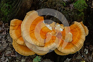 The sulfur-yellow tinder Latin Laetiporus sulphureus is a fungus grown on a tree, a yellowish mushroom