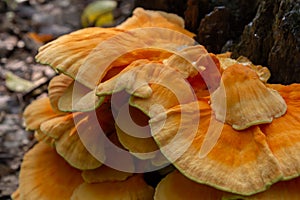 The sulfur-yellow tinder Latin Laetiporus sulphureus is a fungus grown on a tree, a yellowish mushroom