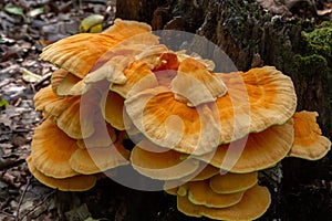 The sulfur-yellow tinder Latin Laetiporus sulphureus is a fungus grown on a tree, a yellowish mushroom