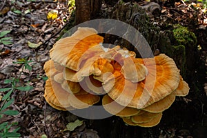 The sulfur-yellow tinder Latin Laetiporus sulphureus is a fungus grown on a tree, a yellowish mushroom