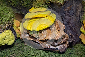 The sulfur-yellow tinder mushroom Latin LaetÃÂ­porus sulphÃÂºreus is yellow on a stump against a background of green grass. Plants m