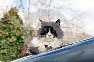 Sulky black and white cat looking at camera while standing on car hood under sun.