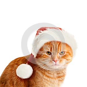 Sullen Cat in Santa Hat on White Background photo