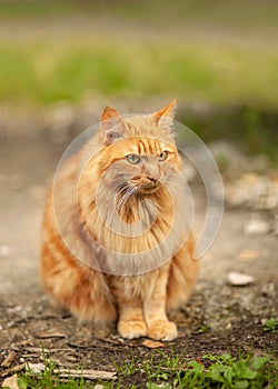 A sullen, fluffy, ginger cat sits on a path in the garden. blurred background