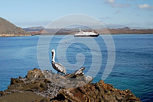 Sullivan Bay with cruise ship and pelican, Galapagos photo