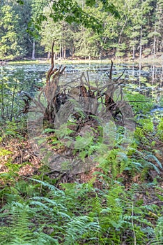 Sullivan County forest