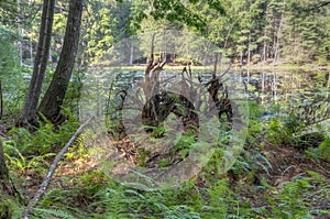 Sullivan County forest