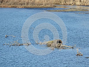 Sullivanville Watershed Dam natural reed brush duck nest photo