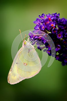 Sulpher butterfly on purple flower photo