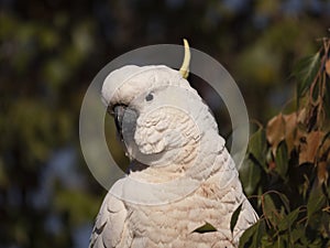 Sulpher Crested Cockatoo close up