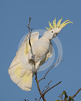 Sulpher crested cockatoo photo