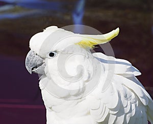 Sulpher Crested Cockatoo With White plumage