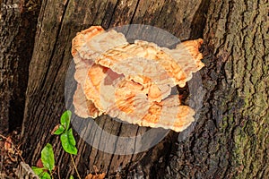 Sulpher Fungi photo