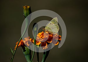 Sulpher moth gathers marigold pollen photo