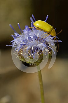 Sulphur Beetle on Sheepsbit photo
