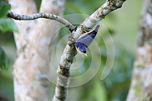 Sulphur-billed Nuthatch