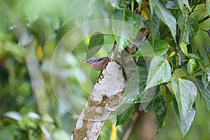 Sulphur-billed Nuthatch