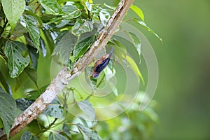 Sulphur-billed Nuthatch