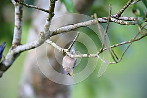 Sulphur-billed Nuthatch