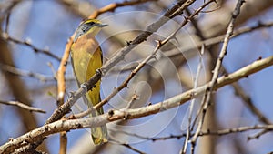 Sulphur-breasted Bushshrike on Branch